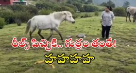 Watch Video: గుర్రం దగ్గర గెంతులా? వెనక్కి తిరిగి మరీ తన్నిందిగా.. ఈ వీడియో చూస్తే నవ్వు ఆగదు