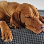 Dog Dreams: కుక్కలకు వచ్చే కలలు ఇవే.. మీరు అస్సలు నమ్మలేరు