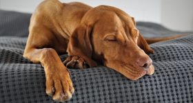 Dog Dreams: కుక్కలకు వచ్చే కలలు ఇవే.. మీరు అస్సలు నమ్మలేరు