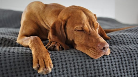 Dog Dreams: కుక్కలకు వచ్చే కలలు ఇవే.. మీరు అస్సలు నమ్మలేరు