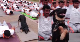 Viral Video : యోగా చేసిన కుక్క.. అరే భలే ఉందే.. వీడియో వైరల్