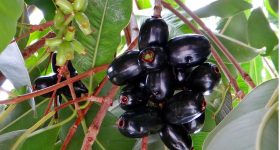 Diabetes: డయాబెటిస్ ఉన్నవారు ప్రతిరోజూ ఈ పండు తినండి చాలు, మందులు లేకుండానే చక్కెర స్థాయిలు తగ్గుతాయి