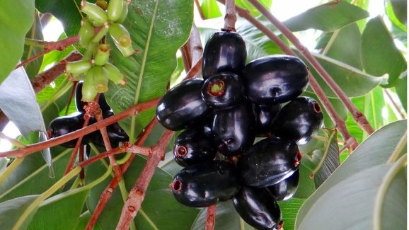 Diabetes: డయాబెటిస్ ఉన్నవారు ప్రతిరోజూ ఈ పండు తినండి చాలు, మందులు లేకుండానే చక్కెర స్థాయిలు తగ్గుతాయి