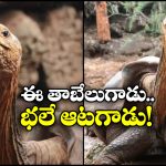 Tortoise: ఈ తాబేలుకు ఎప్పుడూ అదే పని.. 800 పిల్లలకు తండ్రి, దానికో కారణం ఉందట!