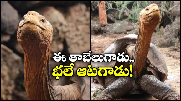 Tortoise: ఈ తాబేలుకు ఎప్పుడూ అదే పని.. 800 పిల్లలకు తండ్రి, దానికో కారణం ఉందట!