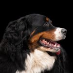 Pet dog bite: కుక్కను పెంచుతున్నారా? మీరు జైలుకు వెళ్లడం ఖాయం.. కొత్త చట్టం ఏం చెబుతోందంటే?