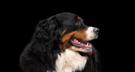 Pet dog bite: కుక్కను పెంచుతున్నారా? మీరు జైలుకు వెళ్లడం ఖాయం.. కొత్త చట్టం ఏం చెబుతోందంటే?