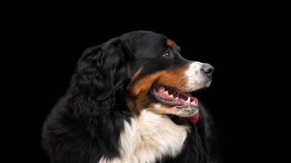 Pet dog bite: కుక్కను పెంచుతున్నారా? మీరు జైలుకు వెళ్లడం ఖాయం.. కొత్త చట్టం ఏం చెబుతోందంటే?