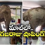 Viral Video: వామ్మో ఏనుగు షాపింగ్ చేస్తే ఇలా ఉంటుందా? నెట్టింట వీడియో వైరల్!
