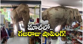 Viral Video: వామ్మో ఏనుగు షాపింగ్ చేస్తే ఇలా ఉంటుందా? నెట్టింట వీడియో వైరల్!