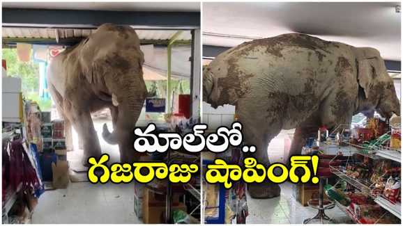 Viral Video: వామ్మో ఏనుగు షాపింగ్ చేస్తే ఇలా ఉంటుందా? నెట్టింట వీడియో వైరల్!