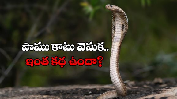 Snake Bite: పాము తొలిసారి కాటు వేసినప్పుడు విషం విడుదల చేయదా? ఎందుకలా?