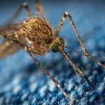 Mosquitoes: చుట్టూ ఎంత మంది ఉన్నా దోమలు మిమ్మల్నే కుడుతున్నాయా? ఇలా దోమలు కొందరినే ఎందుకు కుడతాయో తెలుసా?