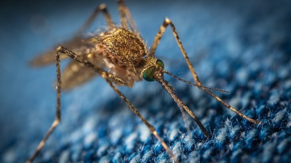 Mosquitoes: చుట్టూ ఎంత మంది ఉన్నా దోమలు మిమ్మల్నే కుడుతున్నాయా? ఇలా దోమలు కొందరినే ఎందుకు కుడతాయో తెలుసా?