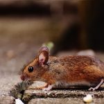 Prevent Mice: ఇంట్లోకి ఎలుకలు చేరకుండా  ఉండాలంటే ఈ ఐదు చిట్కాలు ఫాలో అవ్వండి