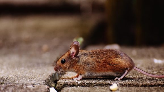 Prevent Mice: ఇంట్లోకి ఎలుకలు చేరకుండా  ఉండాలంటే ఈ ఐదు చిట్కాలు ఫాలో అవ్వండి