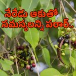 Jamun Leaves Uses: ఒంట్లోని షుగర్‌ని పటాపంచలు చేసే ఒకే ఒక్క ఆకు.. ఏంటో తెలుసా?