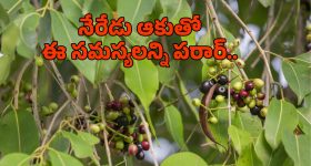 Honey Facial: హనీ ఫేషియల్.. ఇలా వాడితే అమ్మాయిలే అసూయపడే అందం