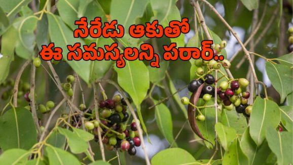 Jamun Leaves Uses: ఒంట్లోని షుగర్‌ని పటాపంచలు చేసే ఒకే ఒక్క ఆకు.. ఏంటో తెలుసా?