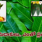 Mango Leaves: పూజలకు, పండుగలకు మామిడి ఆకు ఉండాల్సిందే.. దాని స్పెషల్ ఎంటో తెలుసా..?
