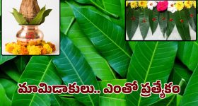 Mango Leaves: పూజలకు, పండుగలకు మామిడి ఆకు ఉండాల్సిందే.. దాని స్పెషల్ ఎంటో తెలుసా..?