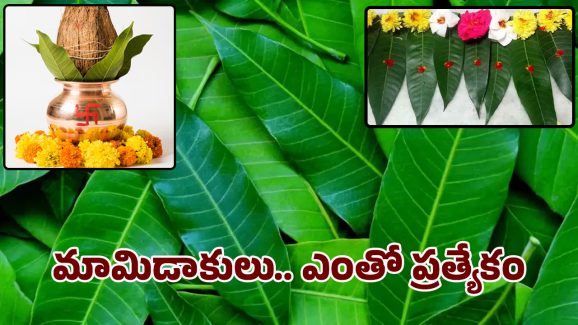 Mango Leaves: పూజలకు, పండుగలకు మామిడి ఆకు ఉండాల్సిందే.. దాని స్పెషల్ ఎంటో తెలుసా..?