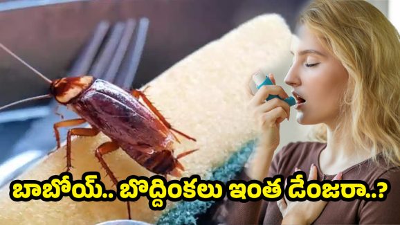 Cockroaches side Effects: ఊపిరి పీల్చలేకపోతున్నారా? బొద్దింకలే కారణం కావచ్చు!