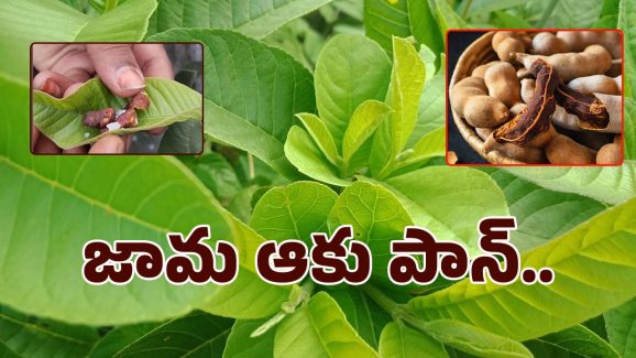 Guava leaves, tamarind Benefits: జామ ఆకులో చింతపండు పెట్టి తింటే.. ఆ మజానే వేరు బ్రో