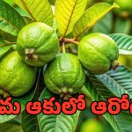 Guava Leaves: జామ ఆకులు చేసే మేలు మరేది చేయ్యలేదట..!