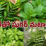 Diabetes control: ఈ ఆకులతో షుగర్ పరార్..! రోజూ ఇలా తీసుకున్నారంటే జన్మలో రాదు