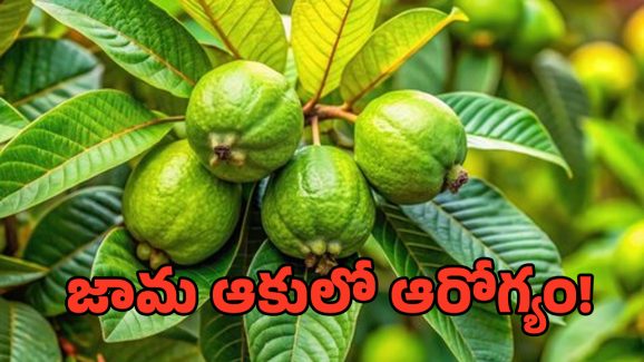Guava Leaves: జామ ఆకులు చేసే మేలు మరేది చేయ్యలేదట..!
