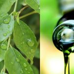Karivepaku oil: జుట్టు రాలడం త్వరగా తగ్గాలా? అయితే కరివేపాకు నూనె ఇలా ఇంట్లో చేసుకొని వాడండి