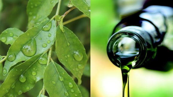 Karivepaku oil: జుట్టు రాలడం త్వరగా తగ్గాలా? అయితే కరివేపాకు నూనె ఇలా ఇంట్లో చేసుకొని వాడండి