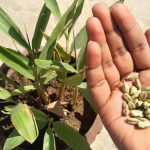 Cardamom: ఇంట్లో యాలకులు మొక్కను చాలా సులువుగా పెంచవచ్చు, స్టెప్ బై స్టెప్ ఇలా చేయండి