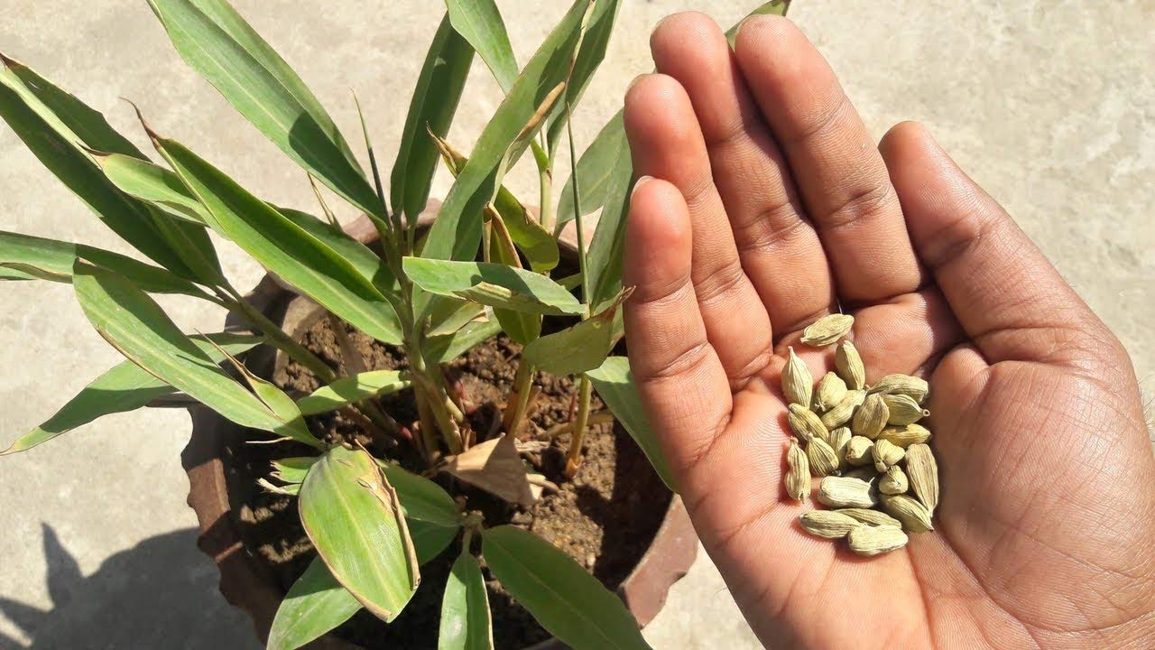 Cardamom: ఇంట్లో యాలకులు మొక్కను చాలా సులువుగా పెంచవచ్చు, స్టెప్ బై స్టెప్ ఇలా చేయండి