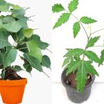 Ashada Amavasya: ఆషాడ అమావాస్యనాడు ఈ రెండు మొక్కలు నాటారంటే మీ కుటుంబంలోని ఏడు తరాలు సంతోషంగా జీవిస్తాయి