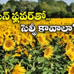 Sunflower field: హైదరాబాద్ లో ఉన్నారా? ఈ ప్లేస్ కు వెళ్లకపోతే వేస్టే.. ఎక్కడ ఉందంటే?