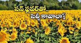 Sunflower field: హైదరాబాద్ లో ఉన్నారా? ఈ ప్లేస్ కు వెళ్లకపోతే వేస్టే.. ఎక్కడ ఉందంటే?