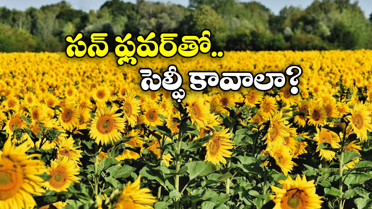 Sunflower field: హైదరాబాద్ లో ఉన్నారా? ఈ ప్లేస్ కు వెళ్లకపోతే వేస్టే.. ఎక్కడ ఉందంటే?