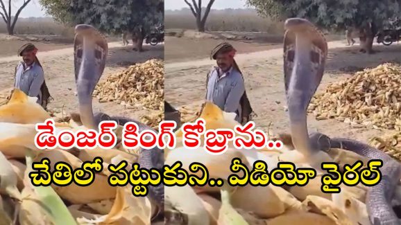 Viral Video: భారీ నాగుపామును నాగస్వరంతో ఊది, చేతితో పట్టుకుని.. చివరకు! వీడియో వైరల్