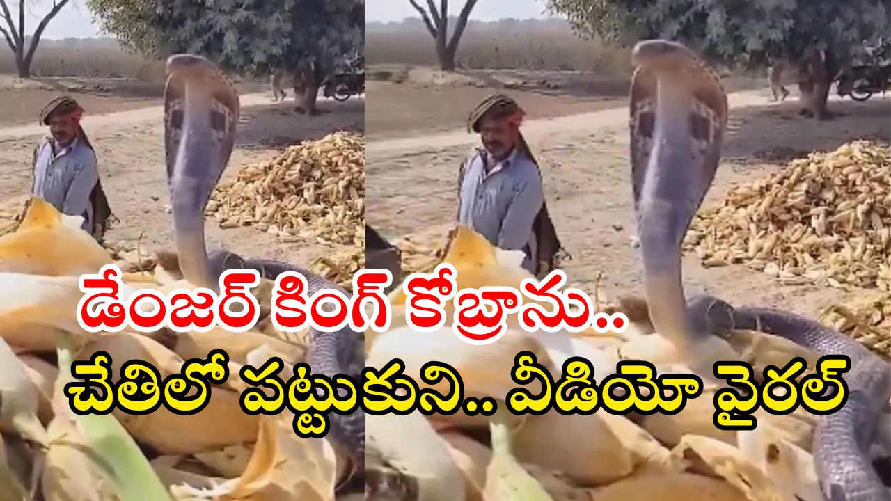 Viral Video: భారీ నాగుపామును నాగస్వరంతో ఊది, చేతితో పట్టుకుని.. చివరకు! వీడియో వైరల్