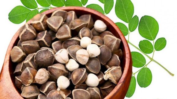 Moringa Seeds:మునగ గింజలు తింటే.. ఇన్ని ప్రయోజనాలా ?