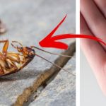 Home Remedies For Cockroach: ఈ టిప్స్ పాటిస్తే.. ఇంట్లో ఒక్క బొద్దింక కూడా ఉండదు