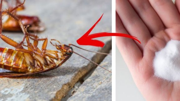 Home Remedies For Cockroach: ఈ టిప్స్ పాటిస్తే.. ఇంట్లో ఒక్క బొద్దింక కూడా ఉండదు