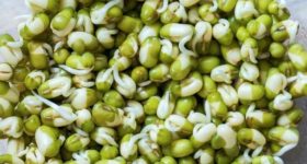 Moong Sprouts: మొలకెత్తిన పెసర్లు తింటే.. ఇన్ని లాభాలా ?