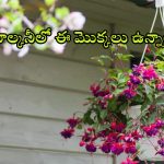 Hanging Basket Plants: మీ బాల్కనీలో ఈ మొక్కలు పెడితే.. ఇంటి లుక్ పూర్తిగా మారిపోతుంది !