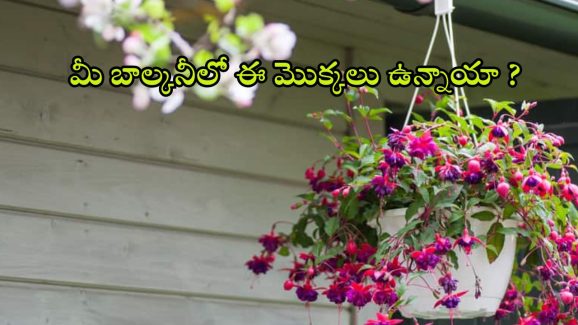 Hanging Basket Plants: మీ బాల్కనీలో ఈ మొక్కలు పెడితే.. ఇంటి లుక్ పూర్తిగా మారిపోతుంది !