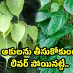 Liver Problems: లివర్ ప్రాబ్లమ్స్ ఏవైనా సరే ఇట్టే నయం..! అదేంటో తెలుసా?