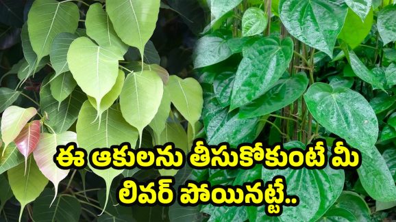Liver Problems: లివర్ ప్రాబ్లమ్స్ ఏవైనా సరే ఇట్టే నయం..! అదేంటో తెలుసా?