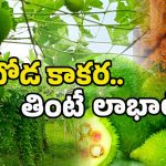 Boda Kakarakaya: కూరగాయల్లో కింగ్.. తింటే అనేక వ్యాధులకు చెక్.. ఎంటో తెలుసా?
